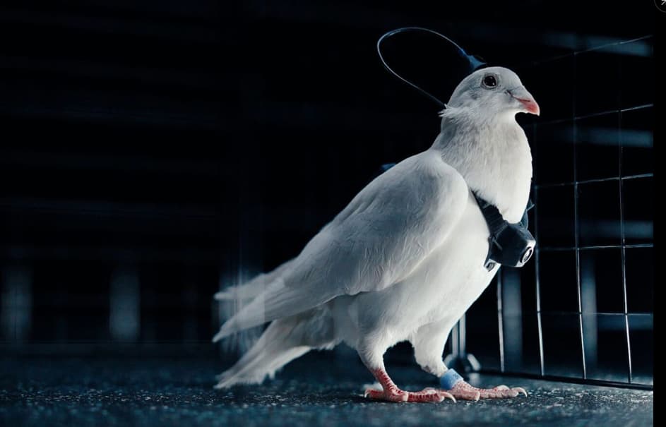 Companie rusă transformă porumbei în biodrone cu cipuri